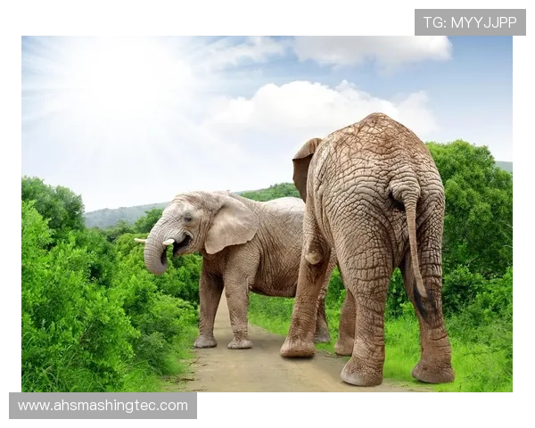 非洲大象姚明的传奇故事与生态保护的紧密联系